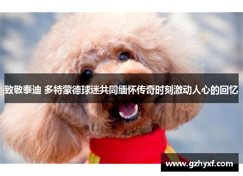 致敬泰迪 多特蒙德球迷共同缅怀传奇时刻激动人心的回忆